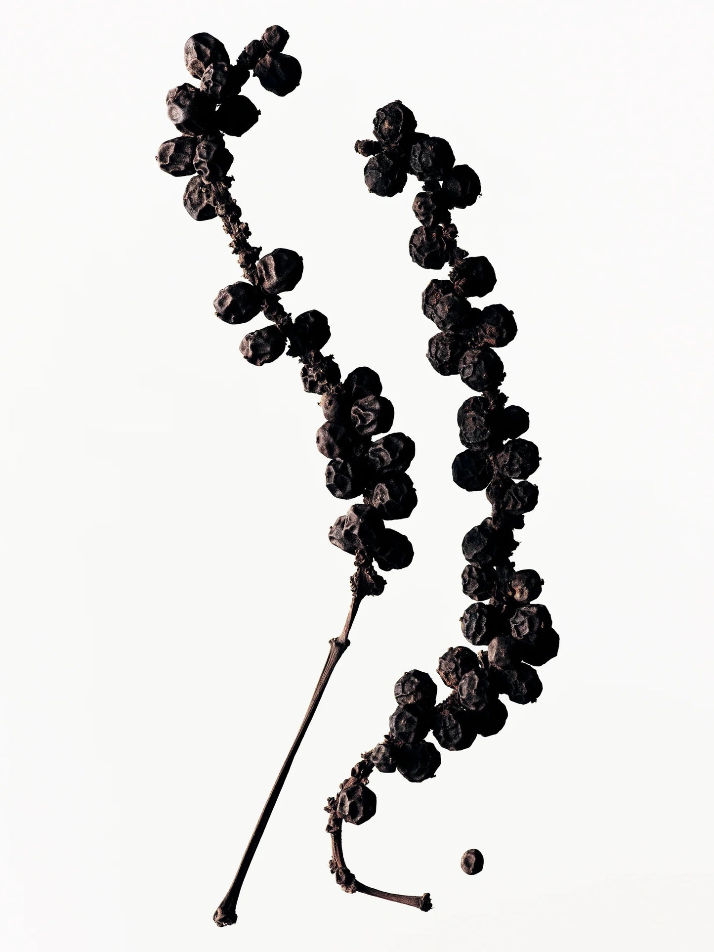 Botanical Body Oil